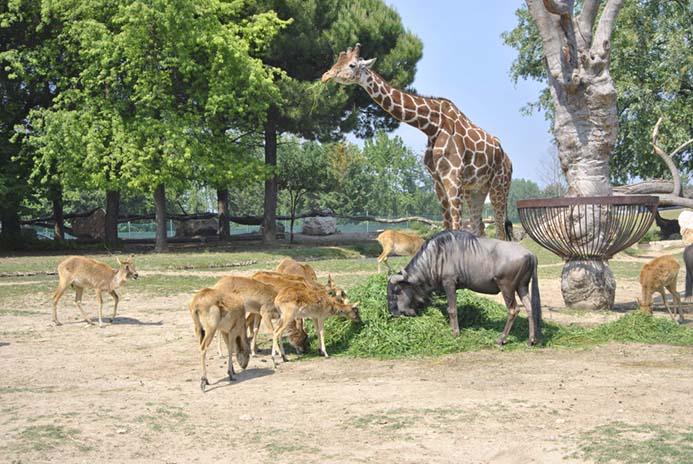 интересные зоопарки Италии
