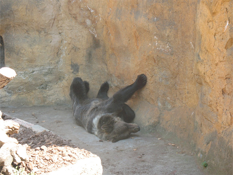 Bear in Barcelona zoo
