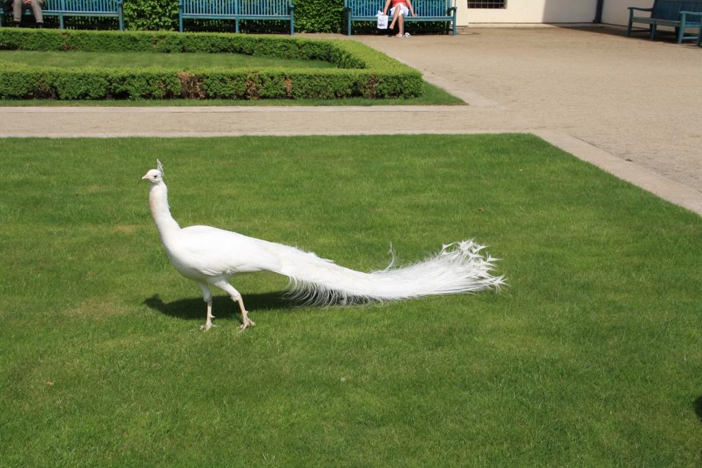 טווסים שמסתובבים חופשי בגני ולנשטיין