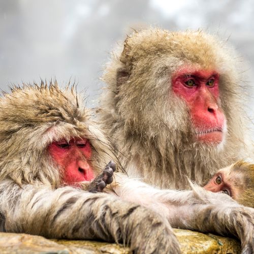 Snow Monkeys in <br>Hot Springs (Nagano)