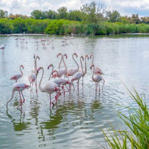 The Regional Park of Camargue