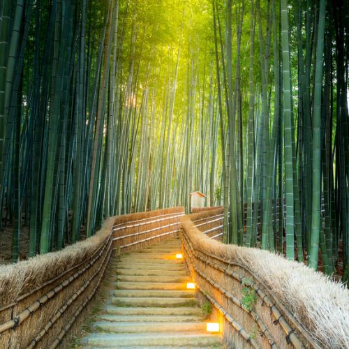 The Sagano Bamboo Forest (Kyoto)