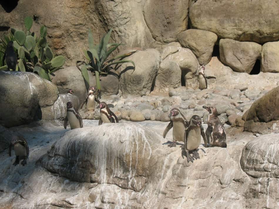 פינגווינים גן החיות של ברצלונה