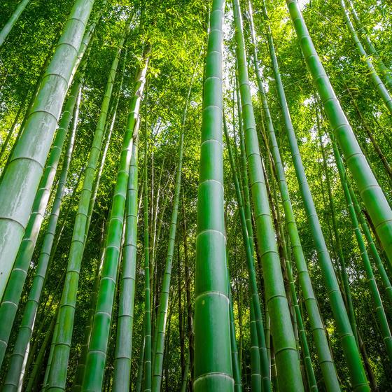 Yamaguchi Kannon Konjoin Temple & bamboo forest