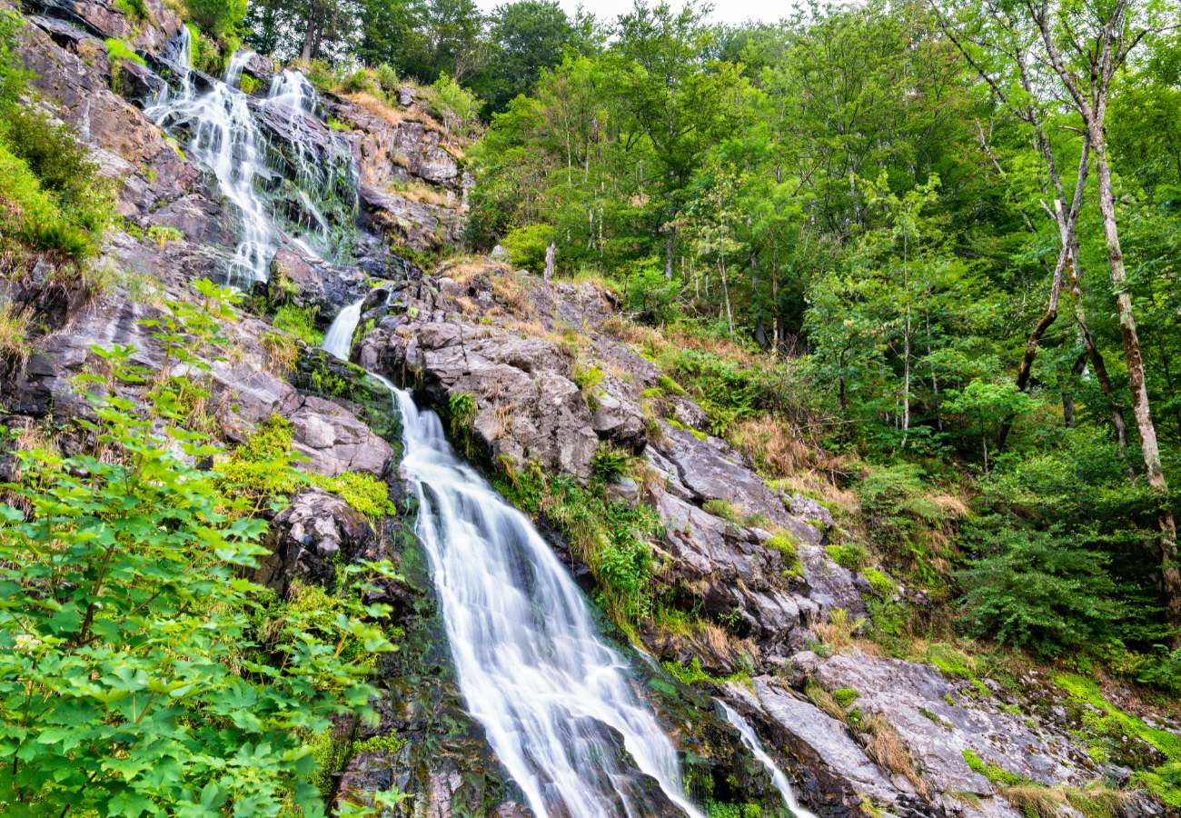 היער השחור עם ילדים