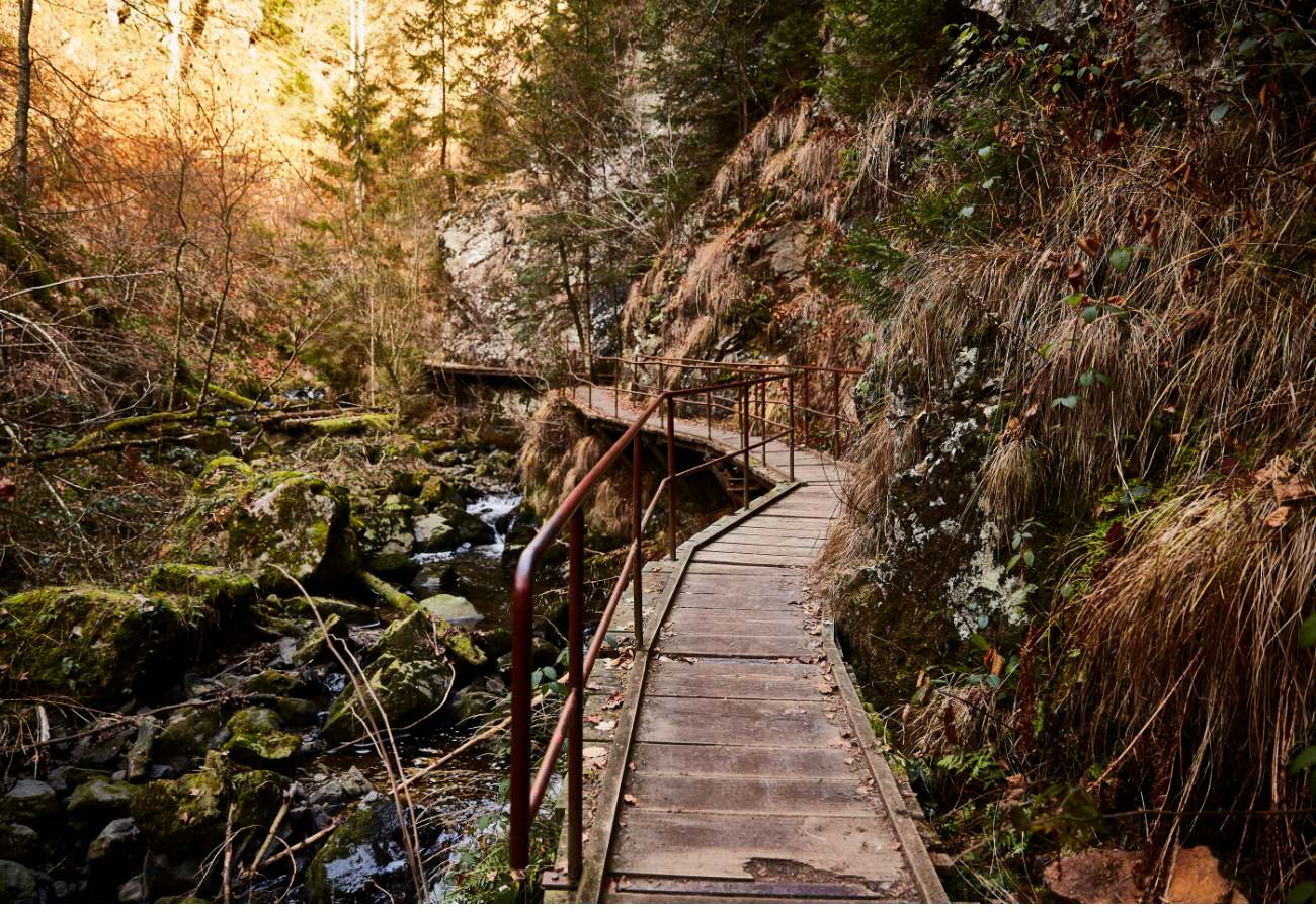 יער השחור מסלולים