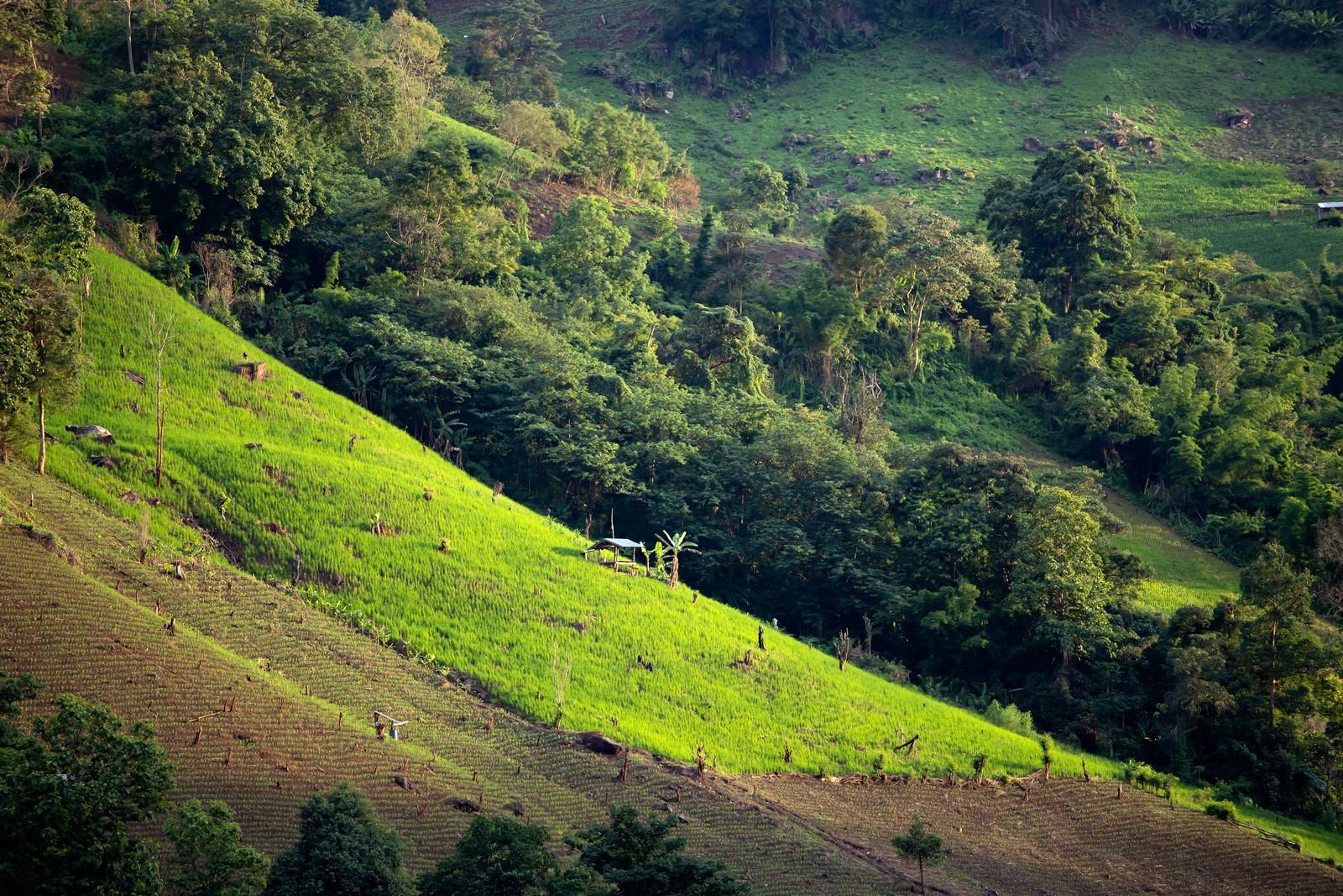 תאילנד באוגוסט
