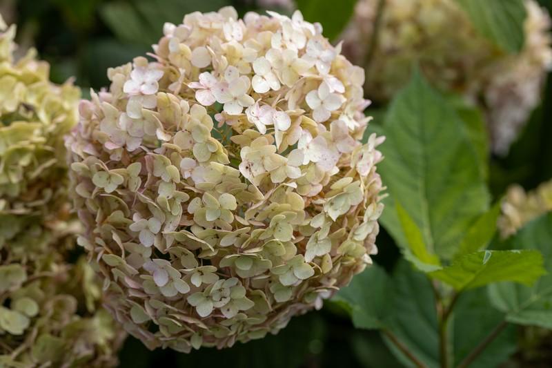 اليابان في يونيو