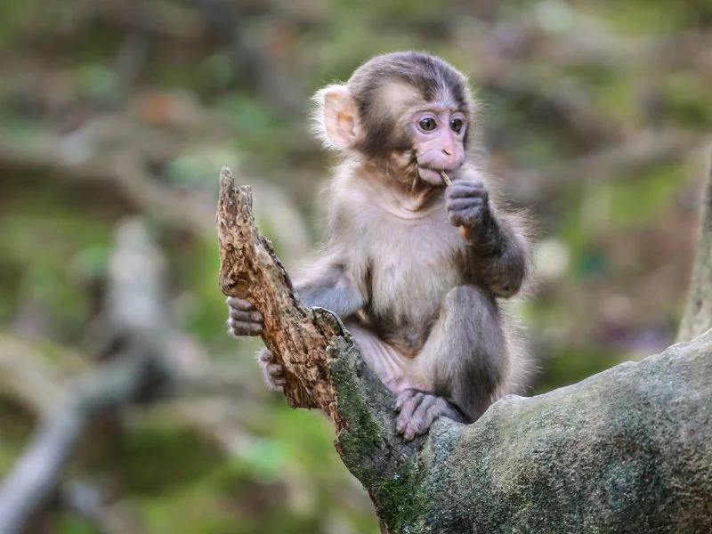 Arashiyama Monkey Park iwatayama