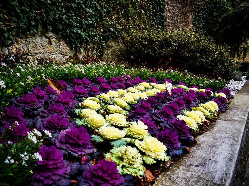 Botanical Garden Roseto Uhrerho