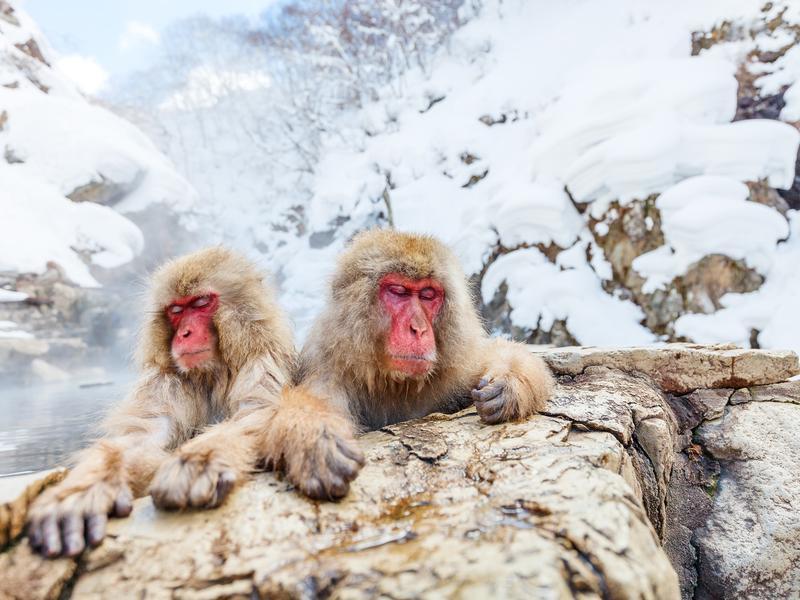 Snow Monkeys in Hot Springs