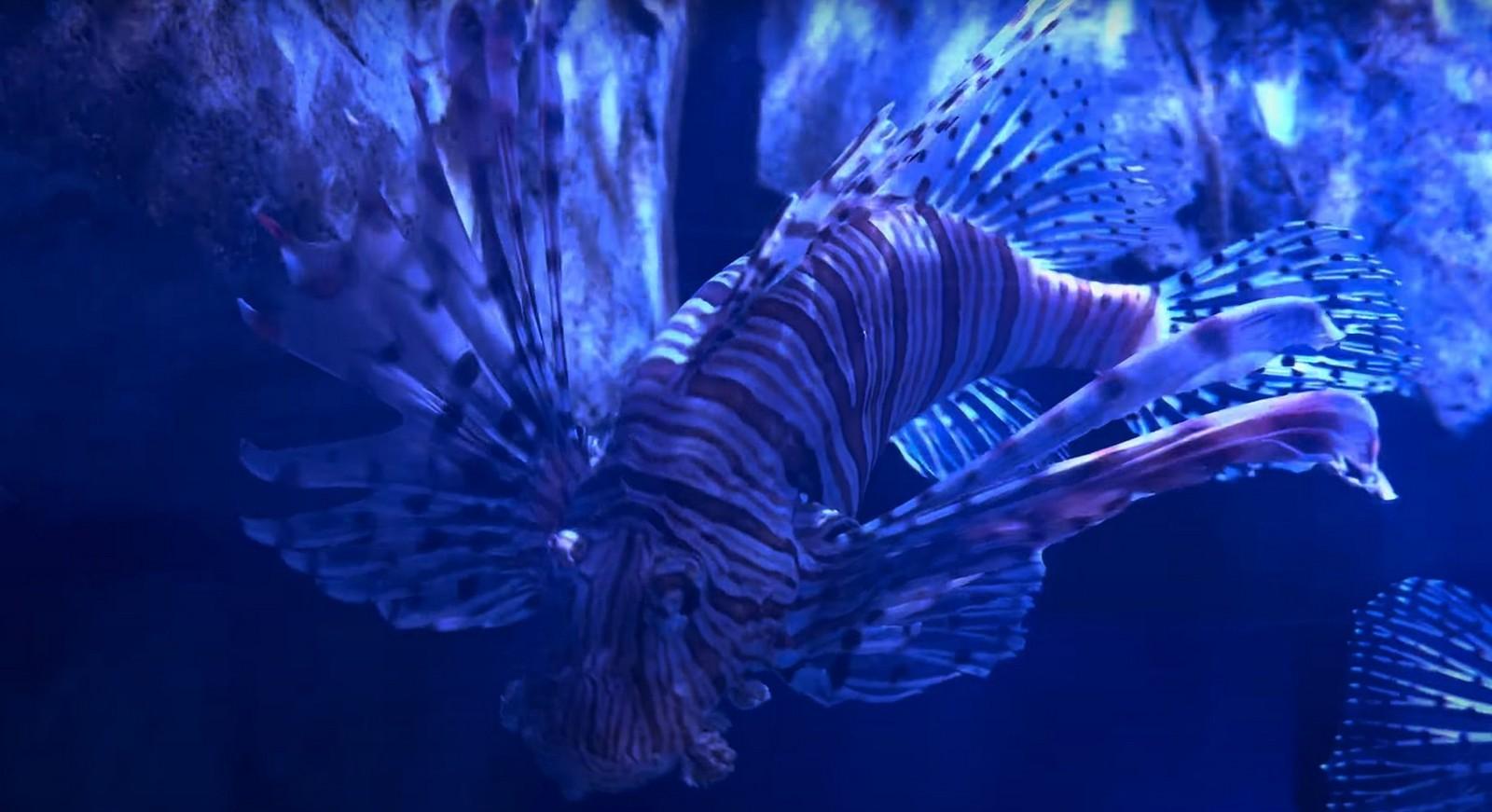 אושן פארק הונג קונג