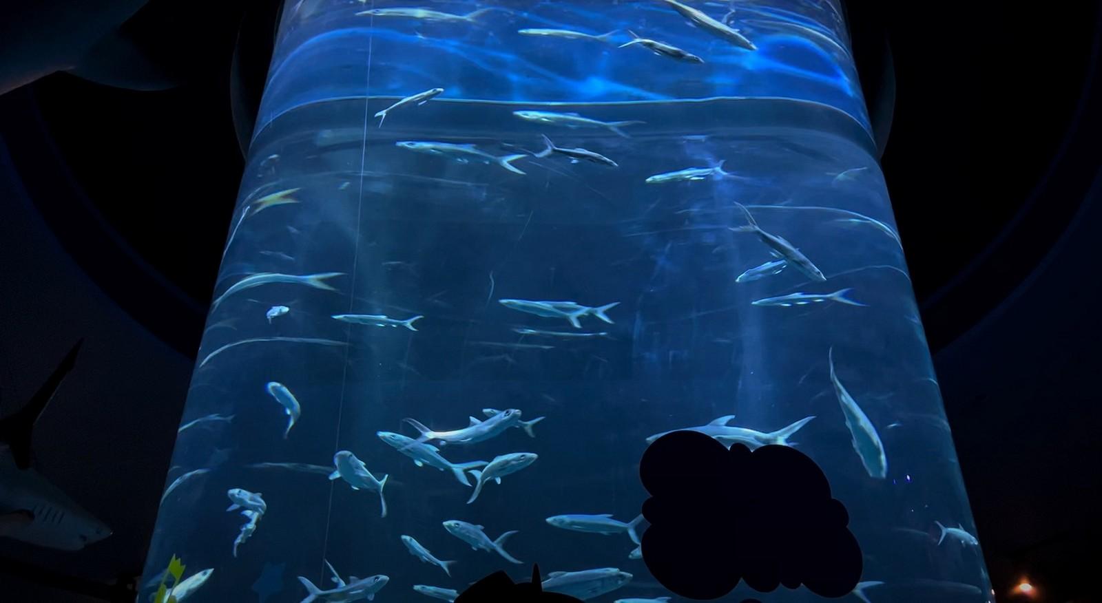 אושן פארק הונג קונג