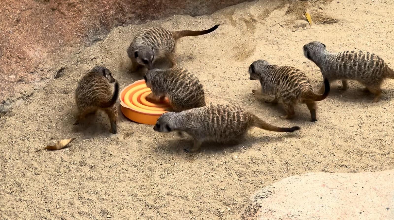 אושן פארק הונג קונג