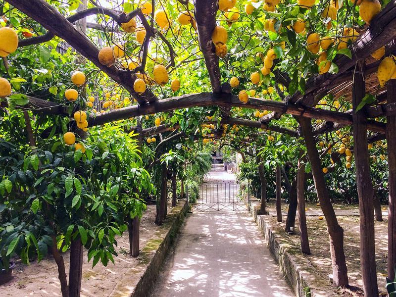 Path of the Lemons