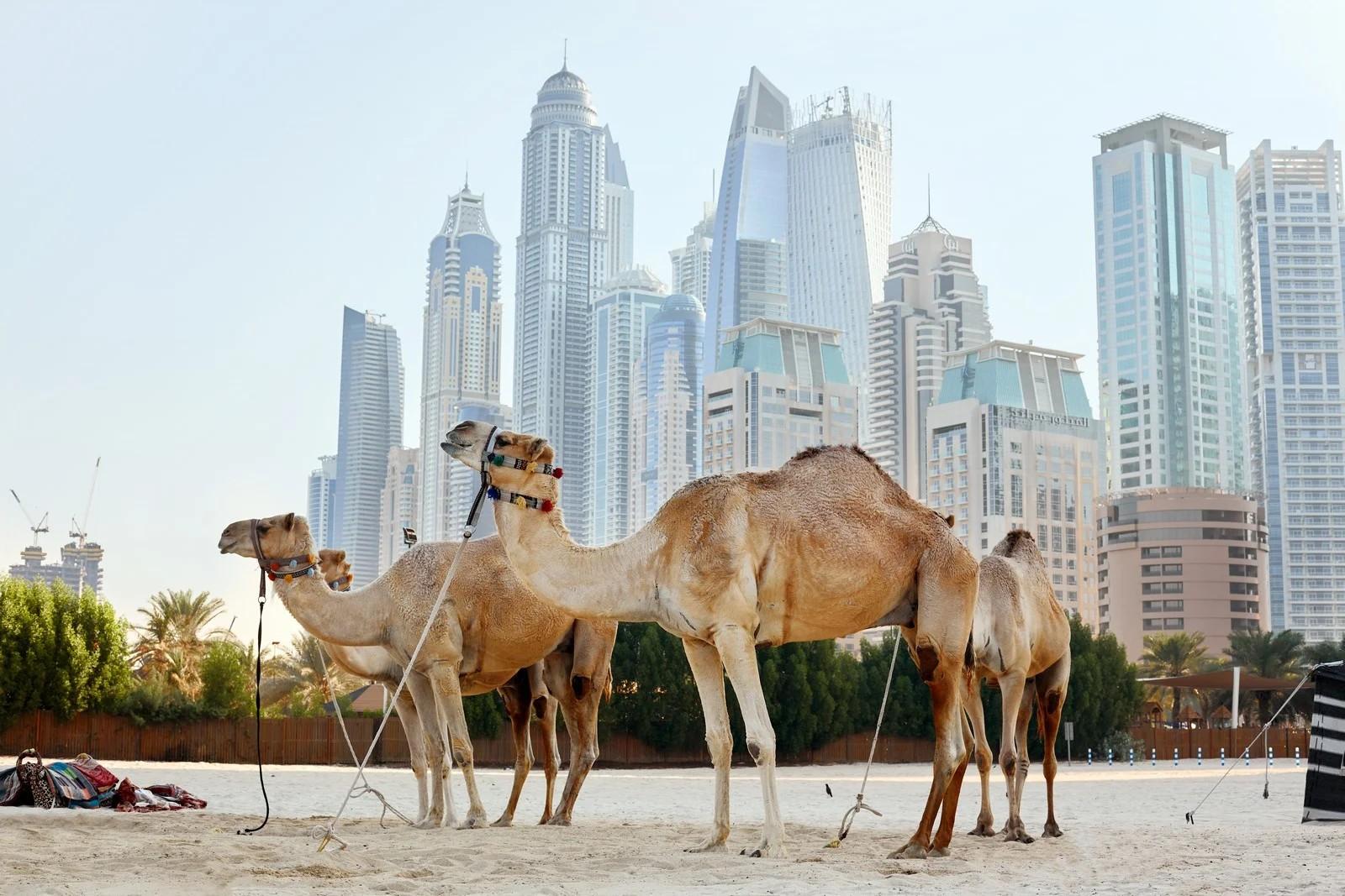 صفحة هبوط الإمارات العربية المتحدة