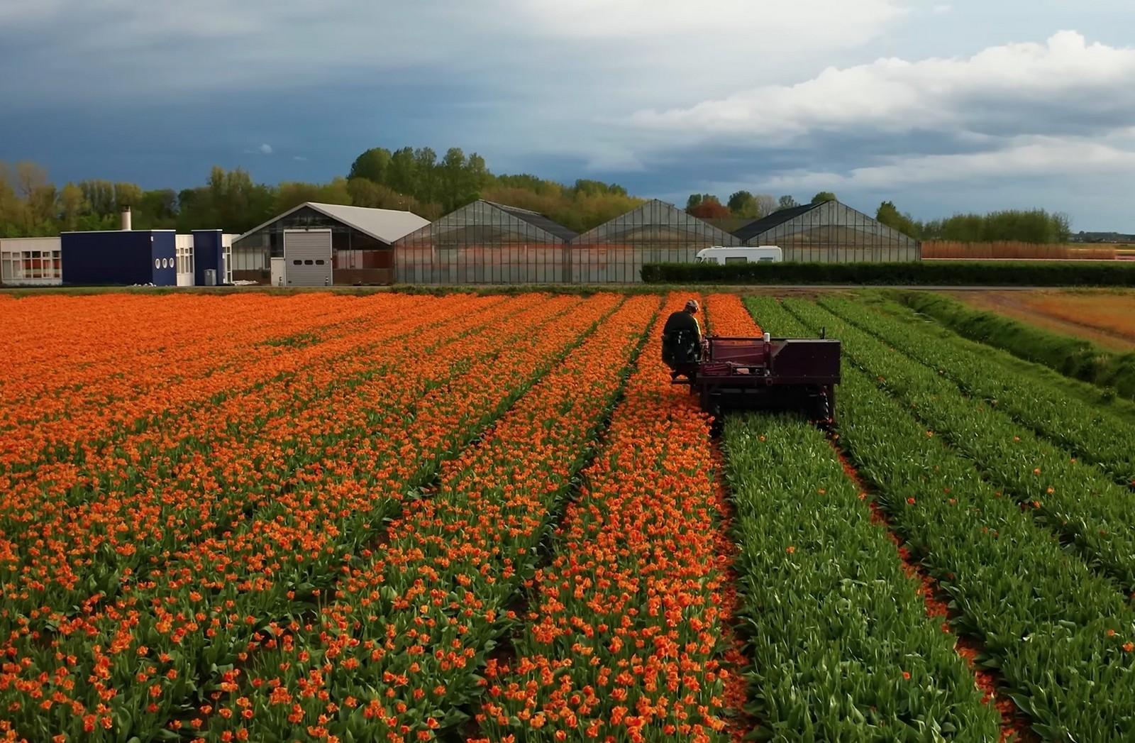 Нидерланды