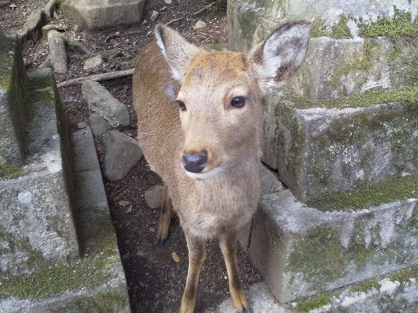 מקדש קופוקו-ג׳י