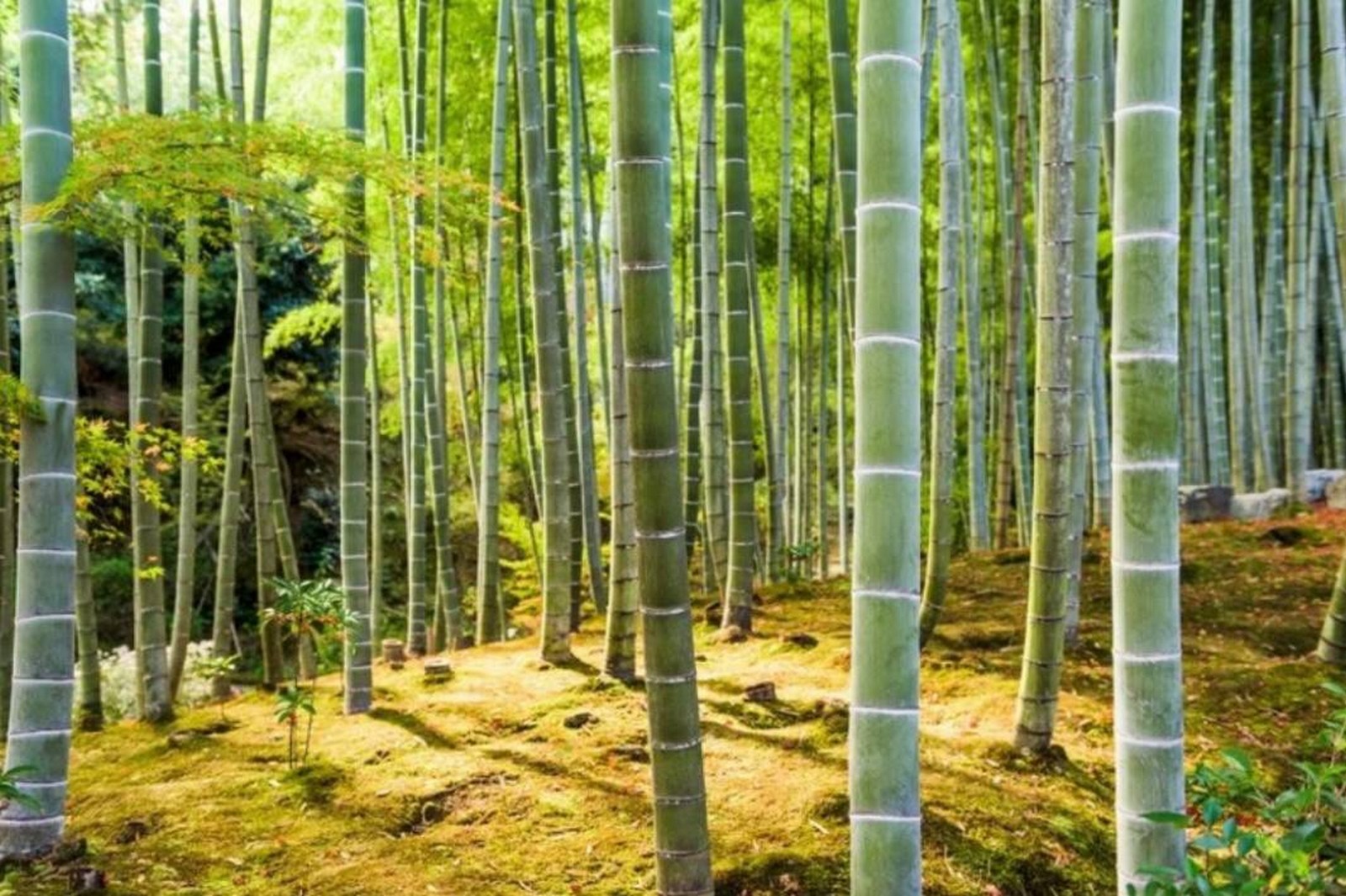 اليابان للأطفال