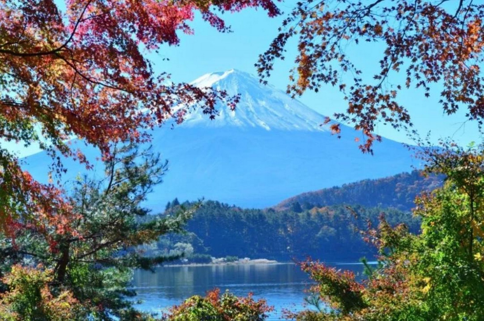 مارسوت من اليابان