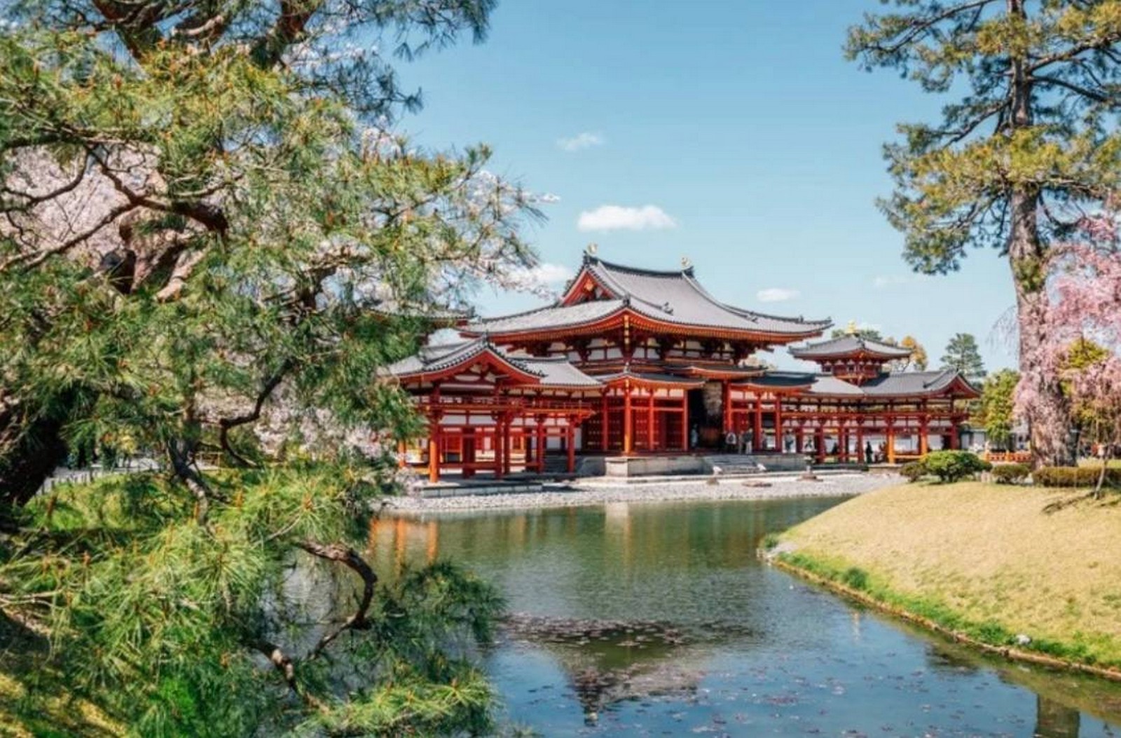 مارسوت من اليابان