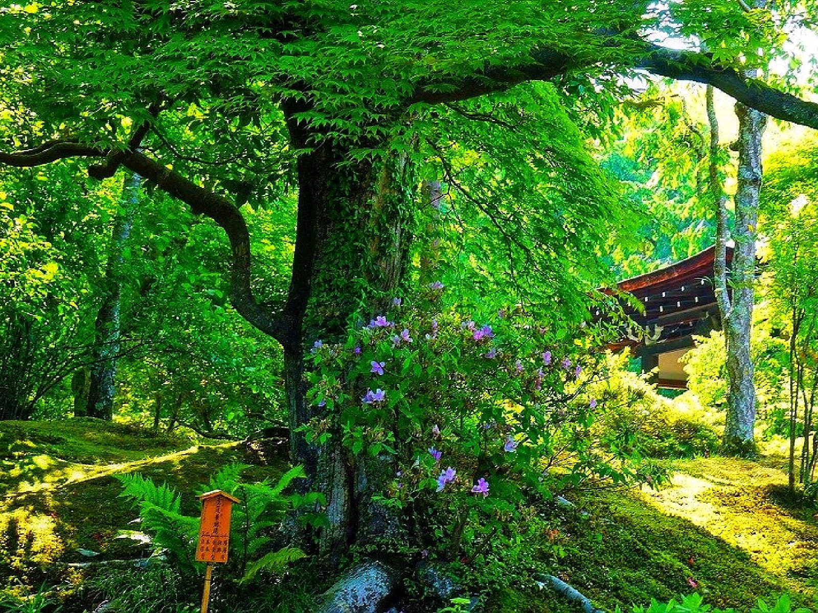 معبد تينريو-جي