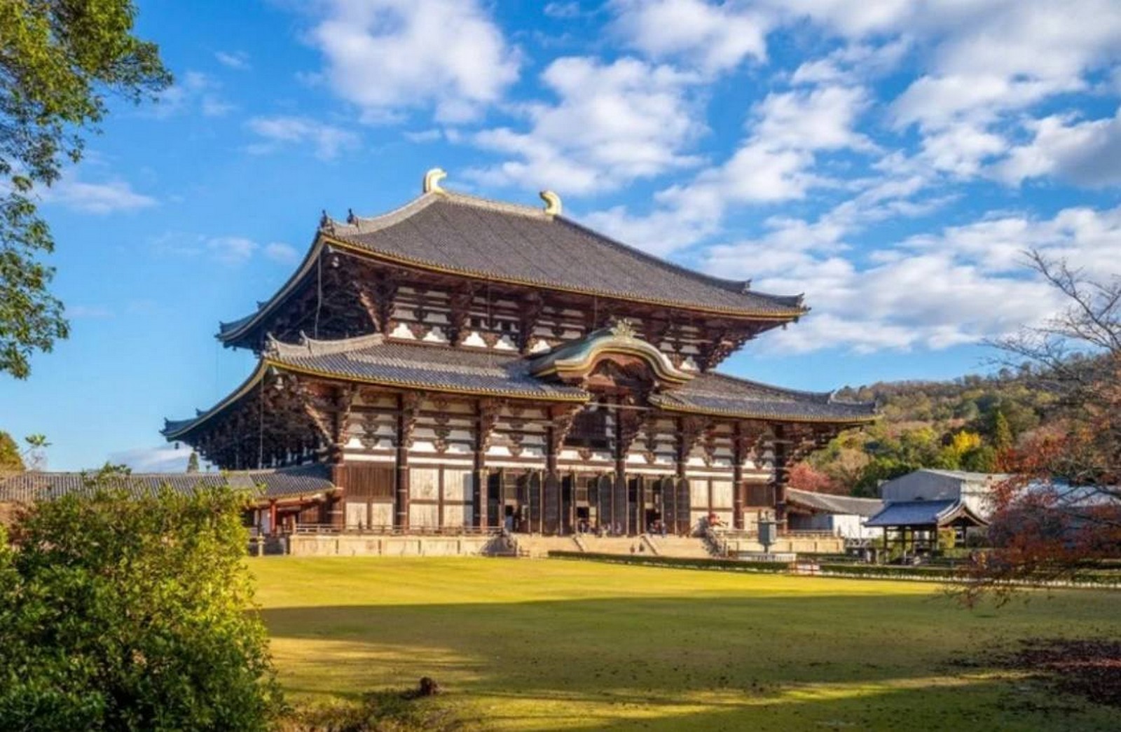 مارسوت من اليابان