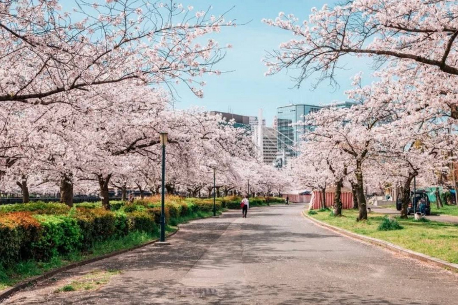 مارسوت من اليابان