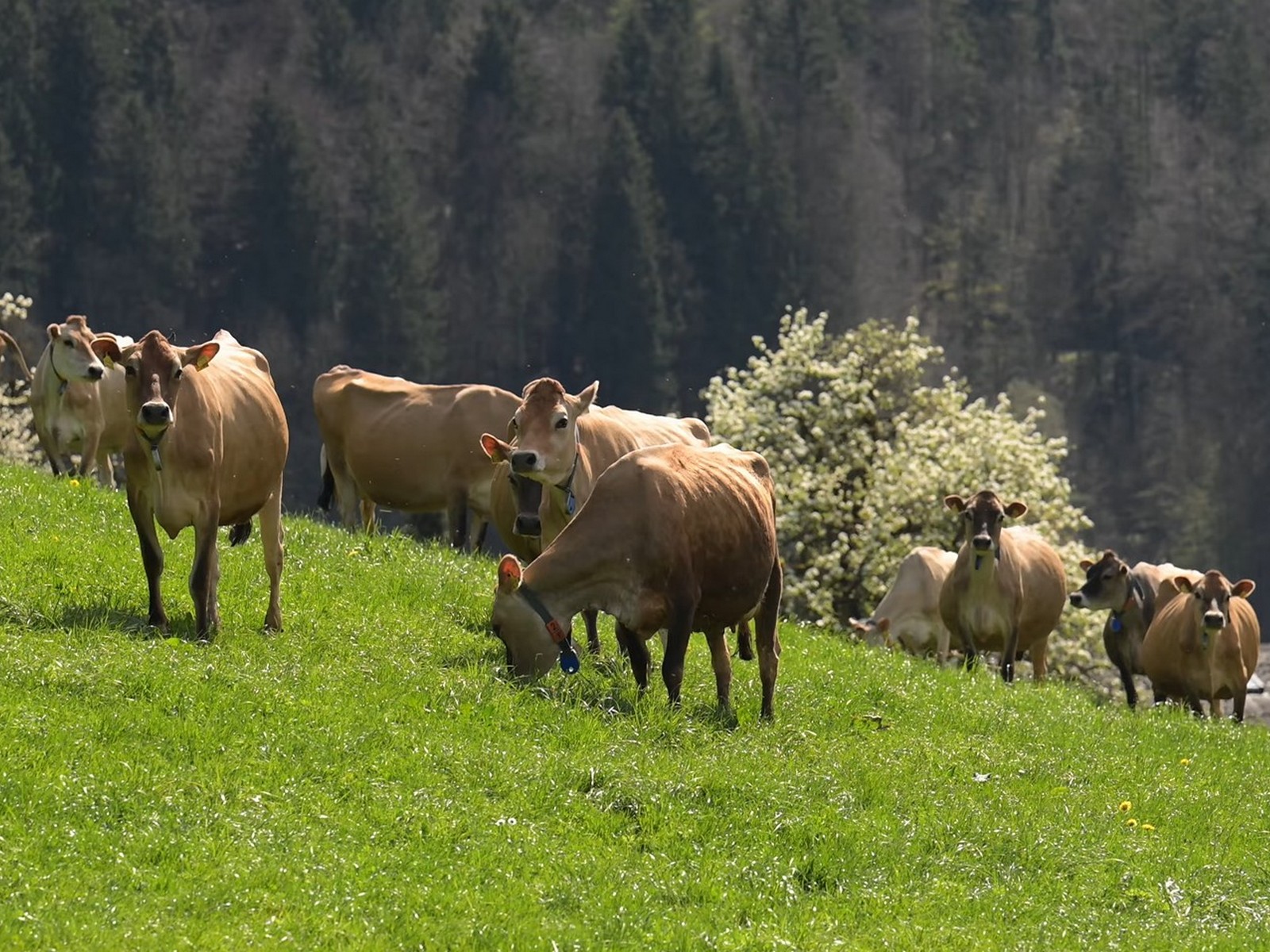 سويسرا في أبريل