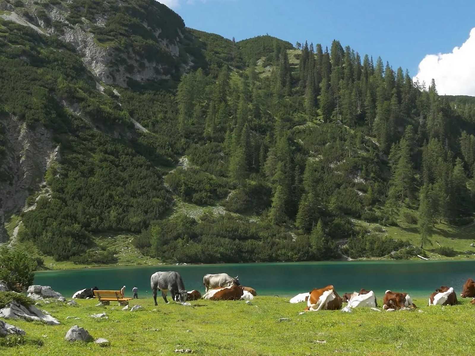 גם טורקיז צלול עם פרות באחו ירוק מוקף פסגות בחבל טירול