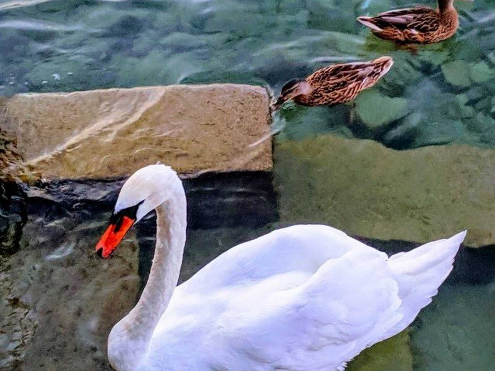 7 أيام مسار رحلة إلى سويسرا