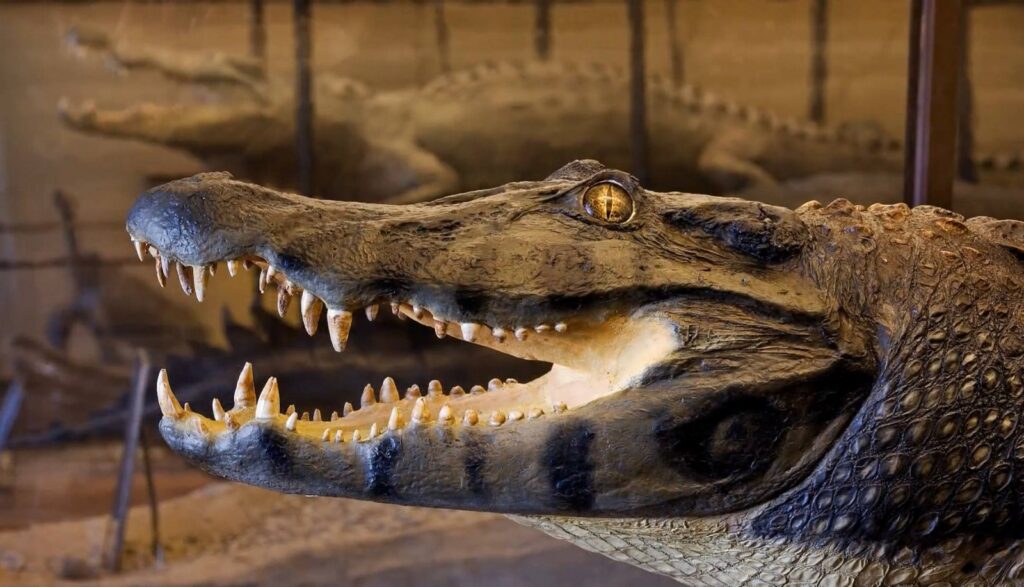 Natural History Museum Vienna