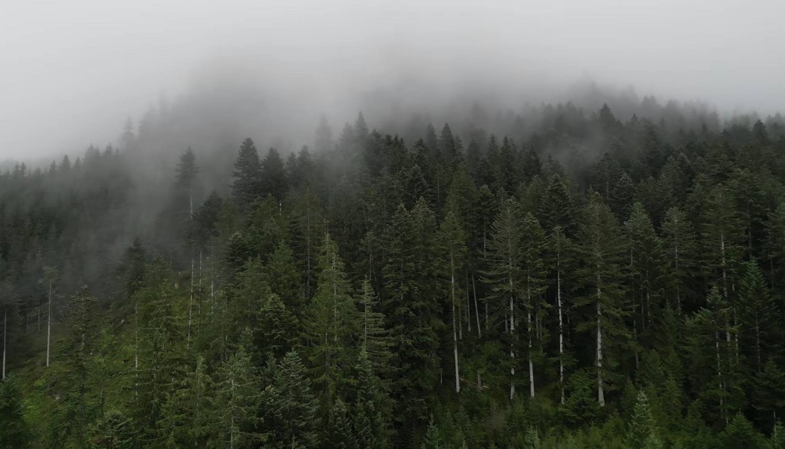 עיירה גוסאו