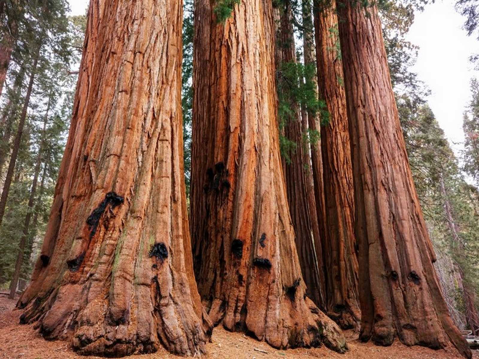 עצי סקויה ענקיים בפארק סקויה בארצות הברית