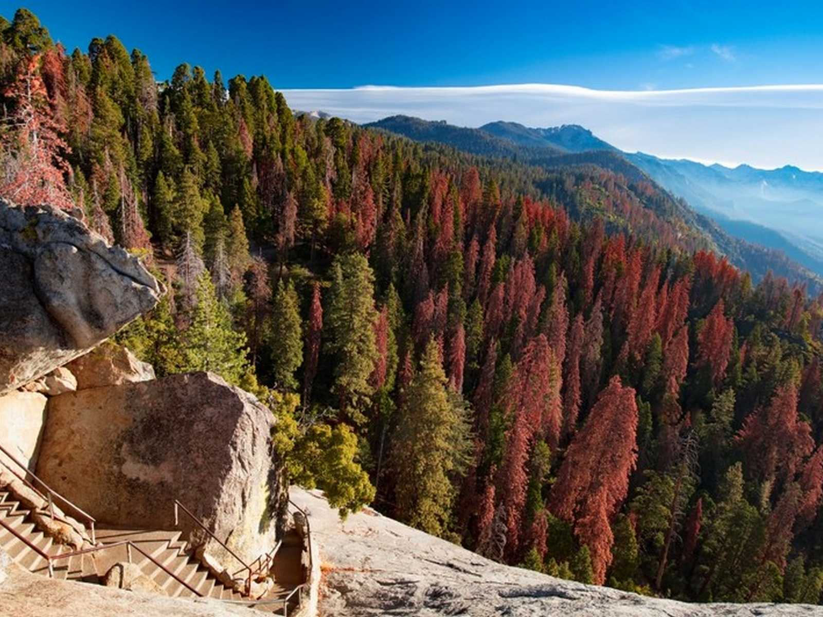 נוף יערות והרים מרהיב בפארק סקויה בקליפורניה