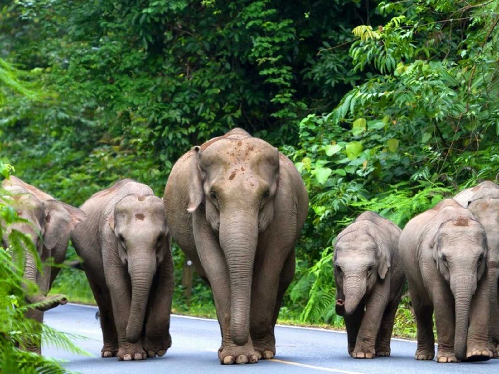 פילים ביער טרופי בתאילנד עם ילדים