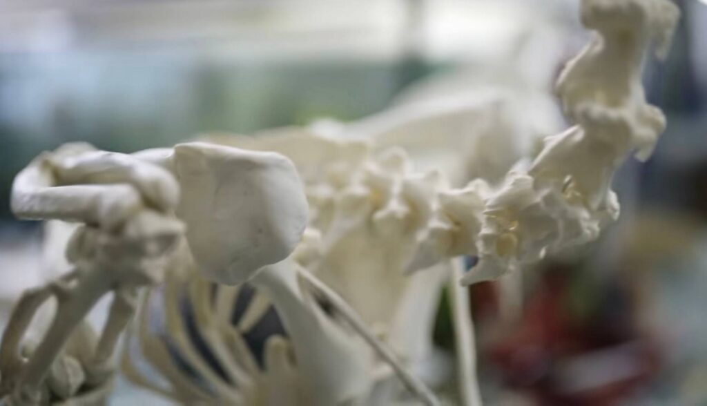 متحف التاريخ الطبيعي في فيينا