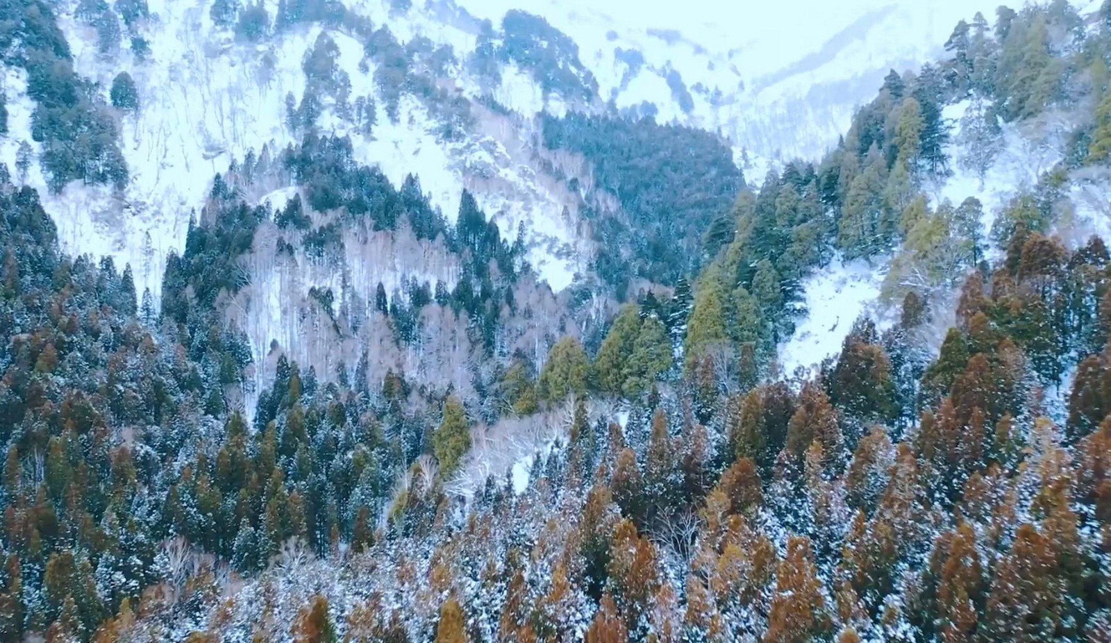 Snow-covered mountains and dense forest in Niigata, showing the region’s raw natural beauty during winter.