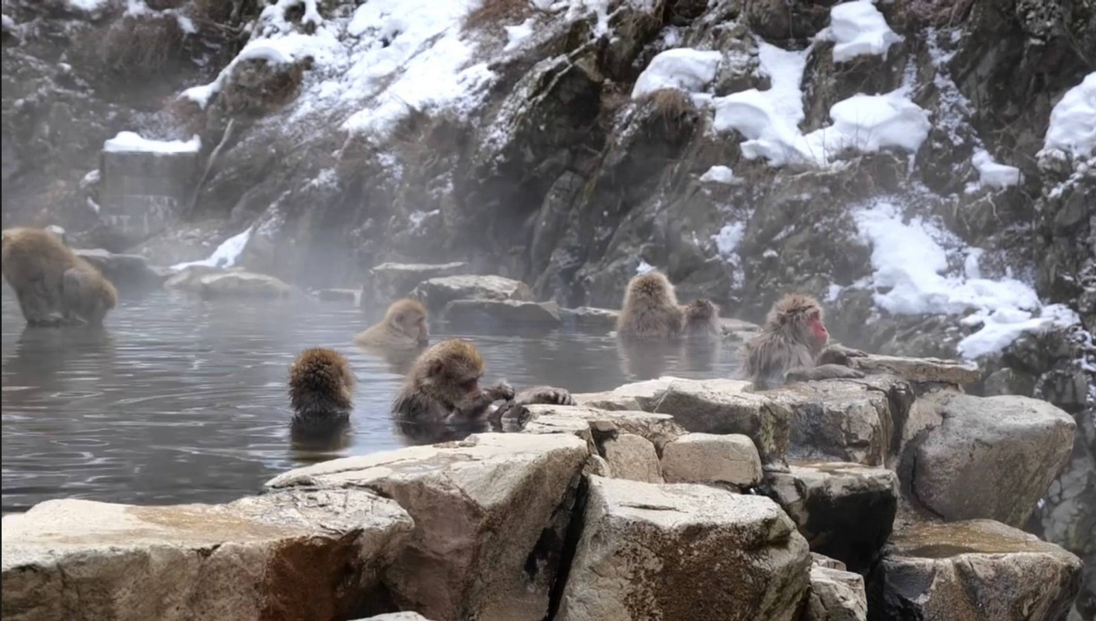 Jigokudani Monkey Park