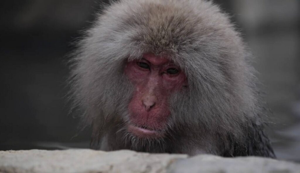 Jigokudani Monkey Park