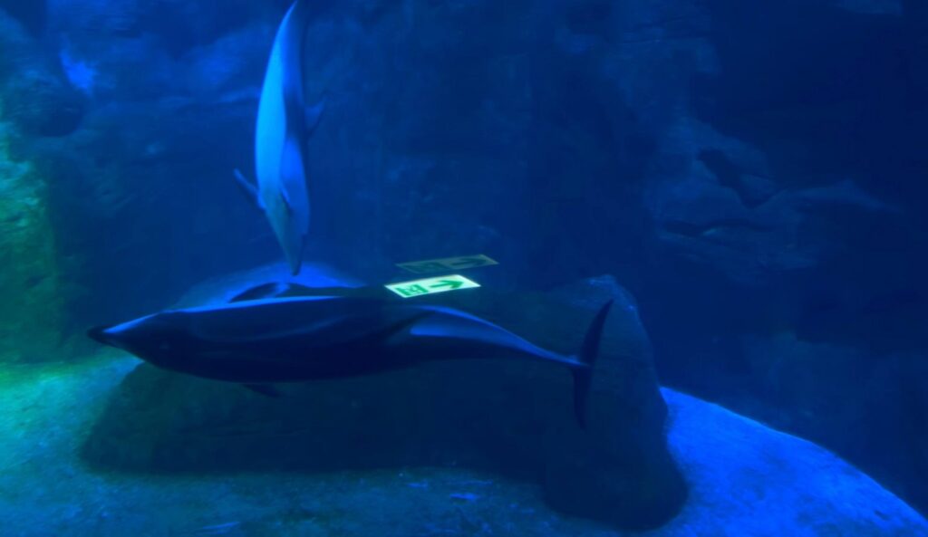 Osaka Aquarium Kaiyukan
