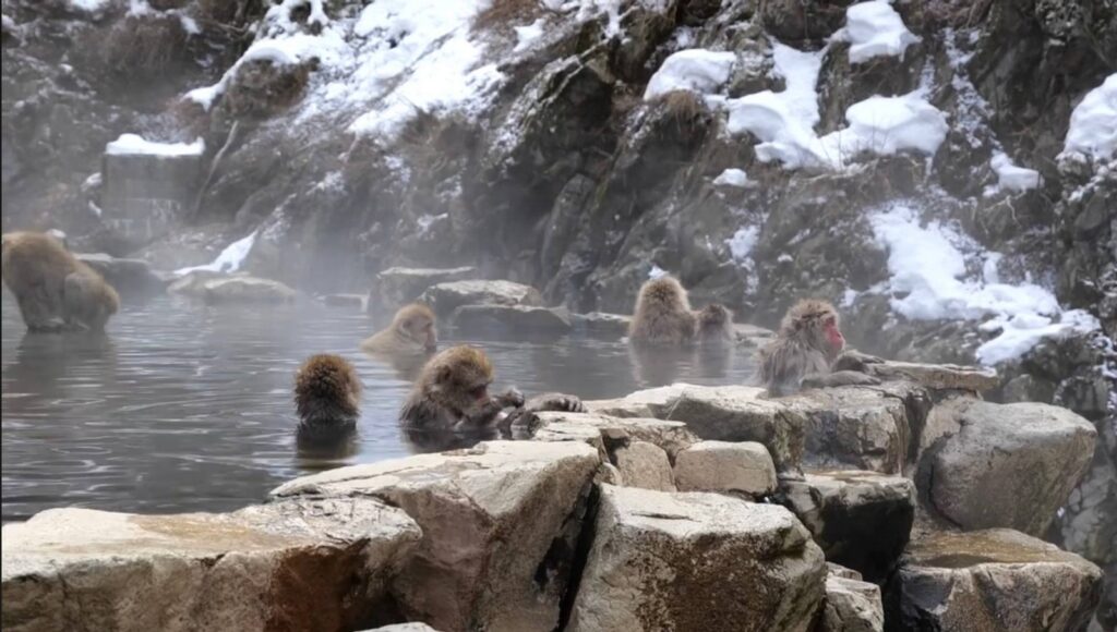 פארק הקופים יפן