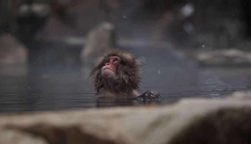 حديقة القرود في اليابان